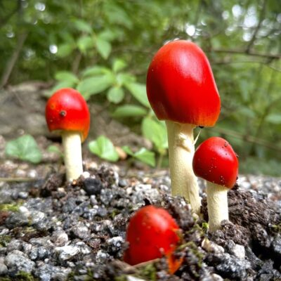 Lottery for Locals: Art of Nature Photography workshop with Monica Stevenson, April 18, 25, & May 2