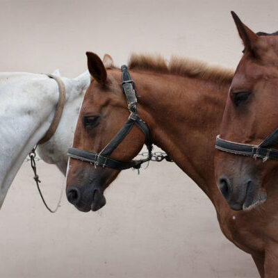 Equine Portraits & Animal Companions photography workshop with Monica Stevenson, June 6, 13, & 20