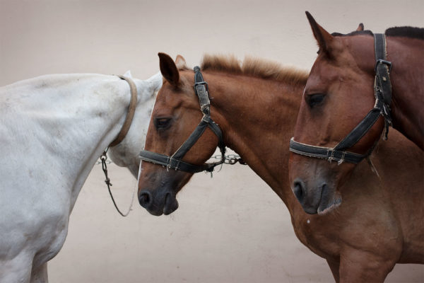 Equine Portraits & Animal Companions photography workshop with Monica Stevenson, June 6, 13, & 20